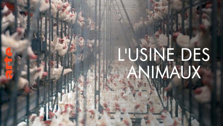 usine des animaux