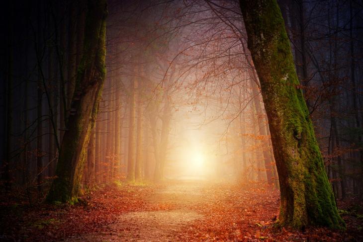 Chemin dans la forêt